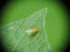 Neogriphoneura