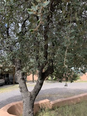 Quercus grisea