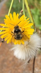 Bombus vancouverensis