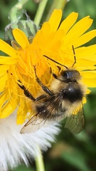Bombus vancouverensis