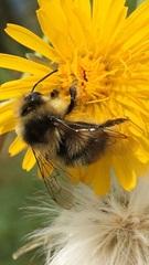 Bombus vancouverensis