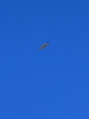 Buteo jamaicensis