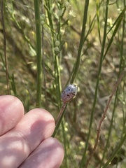 Neolasioptera lathami