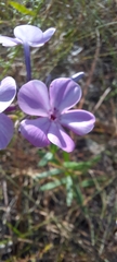Phlox carolina