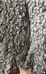 Lampropholis