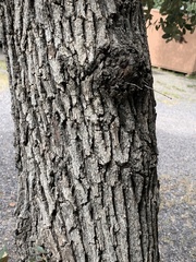 Quercus grisea