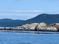 Otariidae