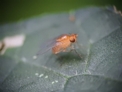 Neogriphoneura