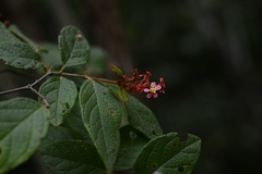 Heteropterys brachiata