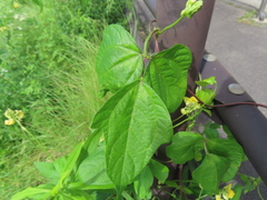 Vigna angularis nipponensis