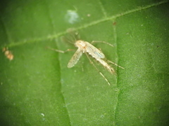 Chaoborus maculipes