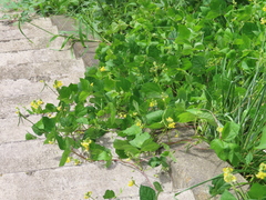 Vigna angularis nipponensis