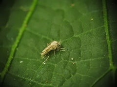 Chaoborus punctipennis