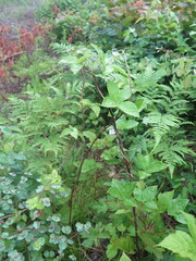 Codonopsis lanceolata