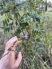 Indigofera australis