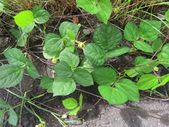 Vigna angularis nipponensis