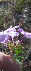 Phlox carolina