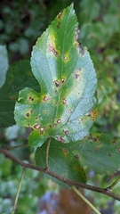 Cercospora moricola