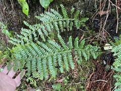 Polystichum braunii