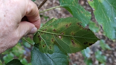 Cercospora moricola
