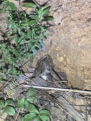 Lithobates sphenocephalus