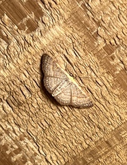 Leptostales pannaria