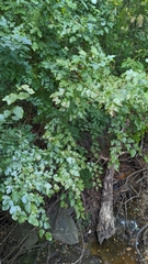 Cercospora moricola
