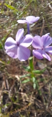 Phlox carolina