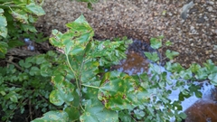 Cercospora moricola