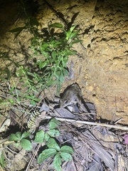 Lithobates sphenocephalus