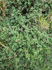Leucopogon fasciculatus