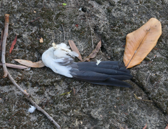 Ducula spilorrhoa