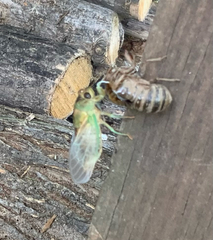 Cicadoidea