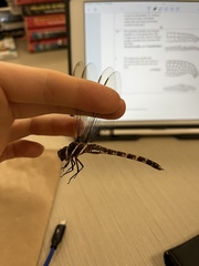 Adversaeschna brevistyla