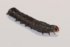 Spodoptera latifascia