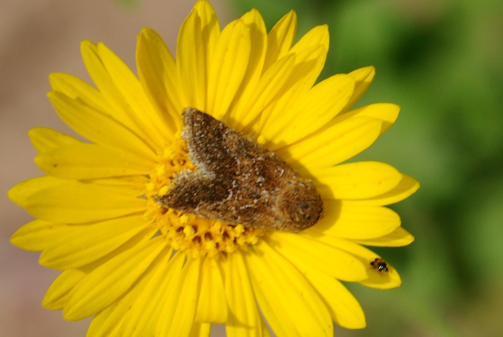 Camphorweed Flower Moth