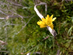 Ixia odorata