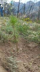 Pinus cembroides