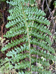 Polystichum braunii