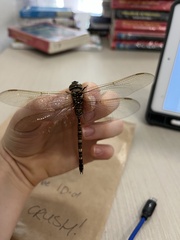 Adversaeschna brevistyla