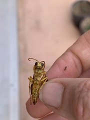Polistes flavus