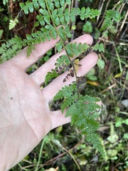 Polystichum braunii