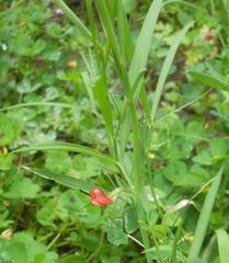 Lathyrus cicera