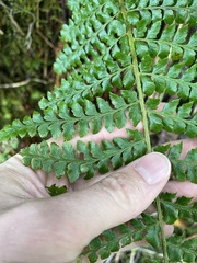 Polystichum braunii