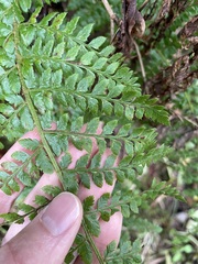 Polystichum braunii