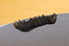 Spodoptera latifascia