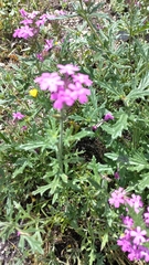 Glandularia canadensis