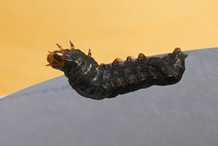 Spodoptera latifascia