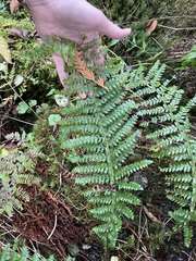 Polystichum braunii