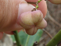 Euonymus atropurpureus